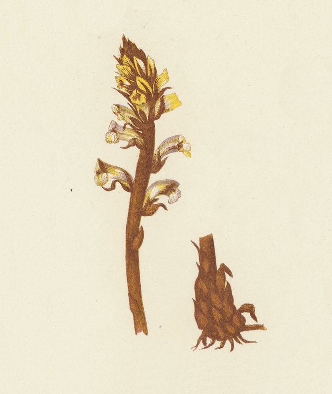 小扫帚菜，Orobanche Minor（彩色石版画） 作者 英语学校