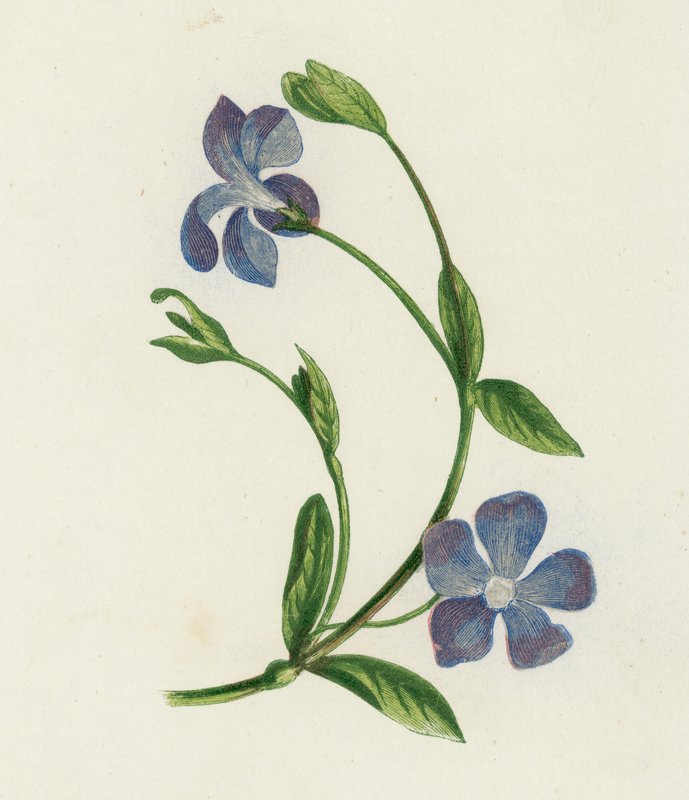 小长春花，小长春花（彩色平版画） 作者 英语学校