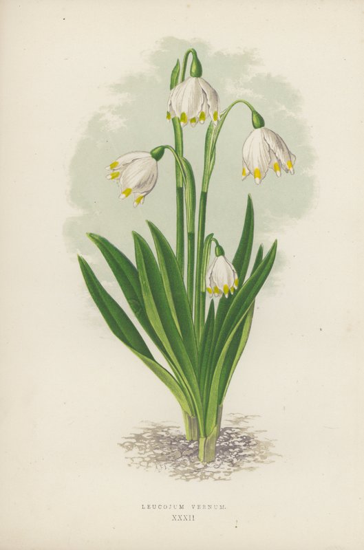 Leucojum Vernum（彩色石版画） 作者 英语学校