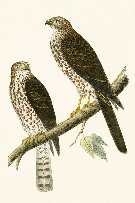 Levant Sparrow Hawk，来自“不列颠群岛未观察到的欧洲鸟类历史”的插图作者：Charles Robert Bree（1811-86），1867年出版 作者 英语学校