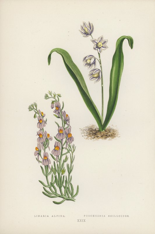 Linaria Alpina; Puschkinia Scilloides（彩色石版画） 作者 英语学校