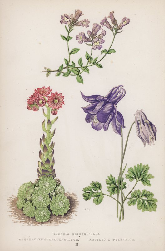 月见草；半枝莲；水仙（彩色石版画） 作者 英语学校