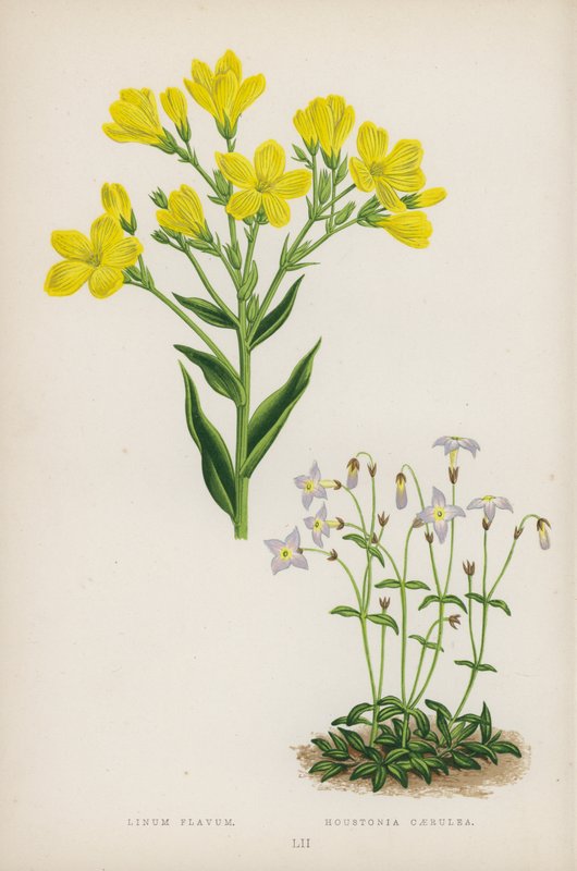 Linum Flavum; Houstonia Caerulea（彩色石版画） 作者 英语学校