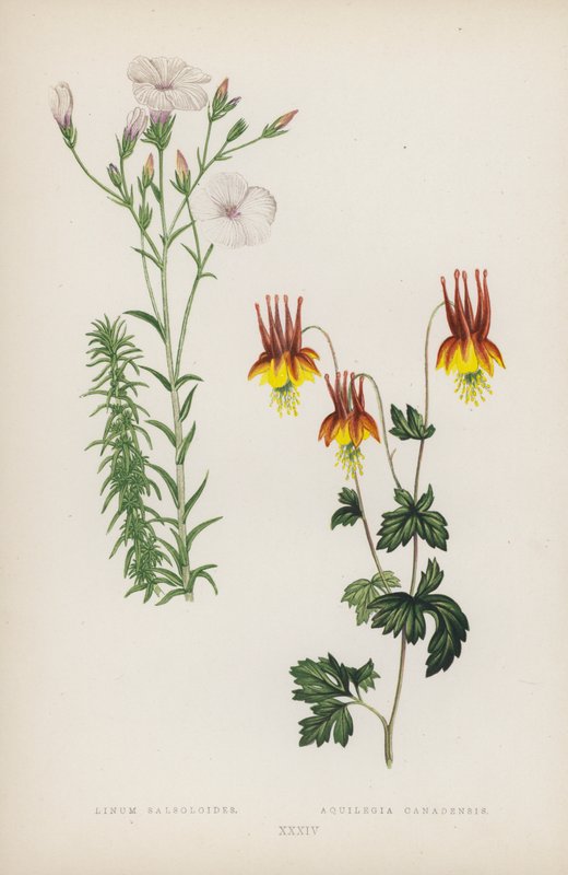 莱努姆·萨索洛德斯； Aquilegia Canadensis（彩色石版画） 作者 英语学校