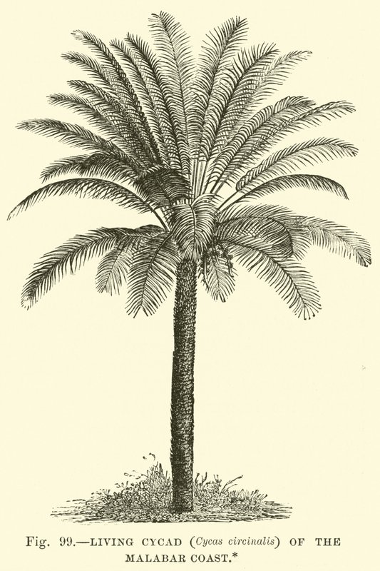 马拉巴尔海岸的生活苏铁（Cycas circinalis） 作者 英语学校