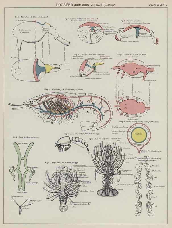 龙虾，Homarus Vulgaris（彩色平版印刷）。 作者 英语学校