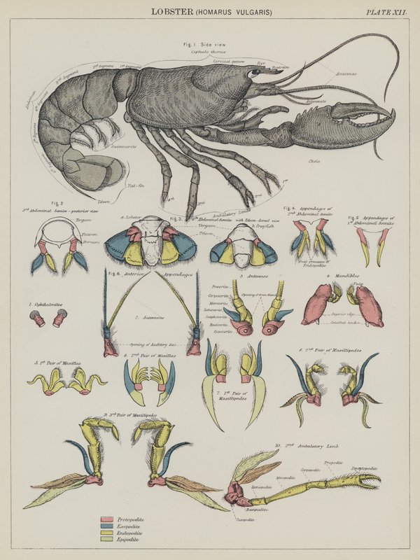 龙虾，Homarus Vulgaris（彩色石版画） 作者 英语学校