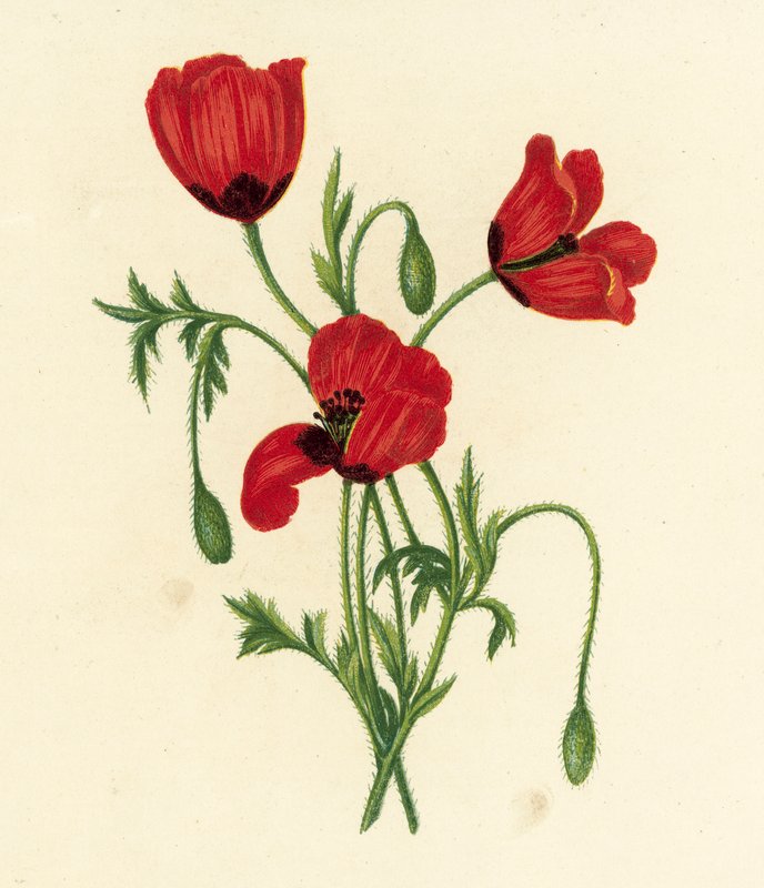 长刺头罂粟，Papaver Argemone（彩色石版画） 作者 英语学校