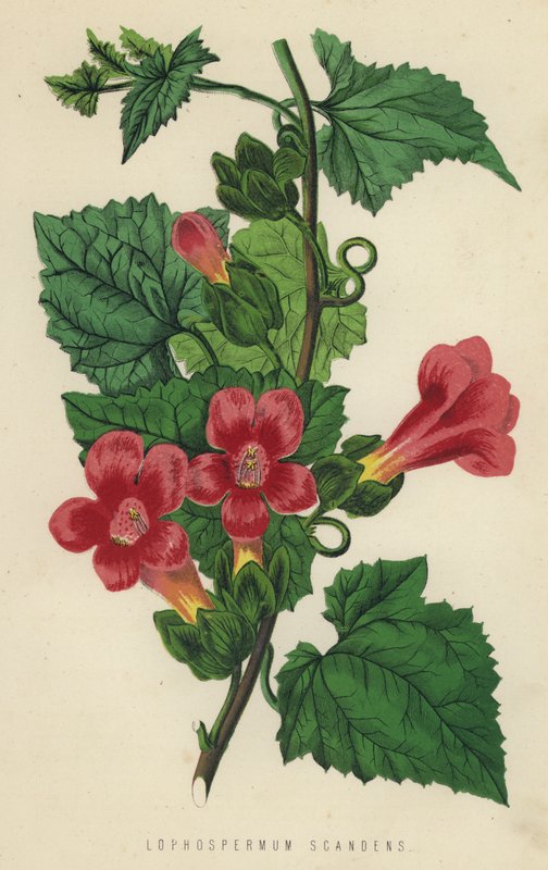 Lophosperum Scandens (chromolitho) 作者 英语学校