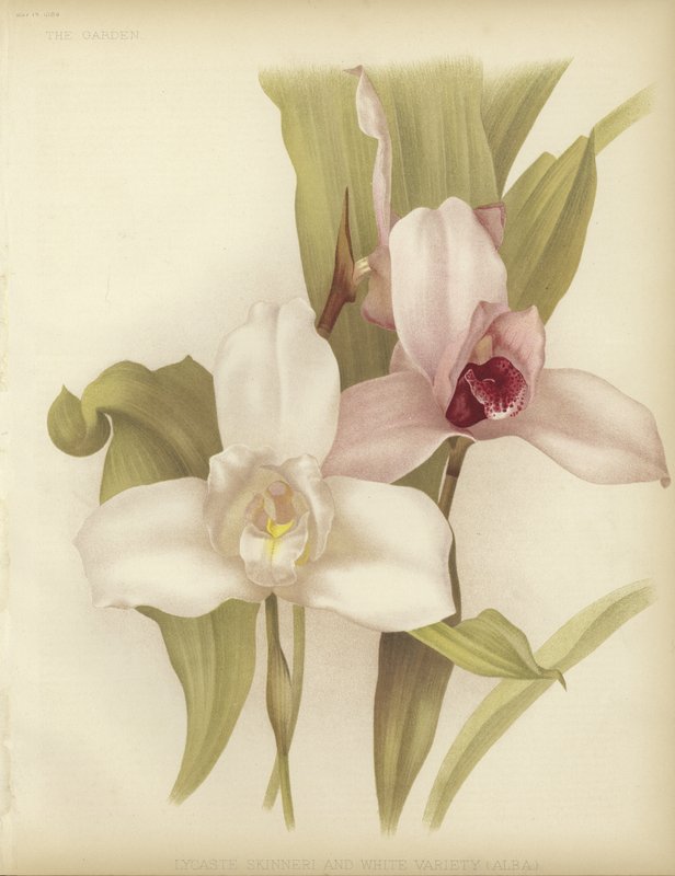 Lycaste skinneri和白色品种 作者 英语学校
