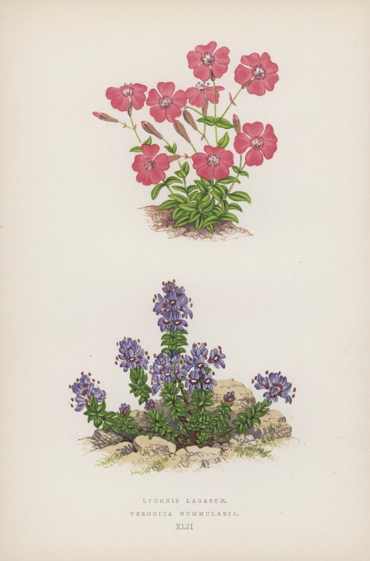 Lychnis Lagascae; Veronica Nummularia（彩色石版画） 作者 英语学校