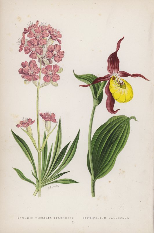 Lychnis Viscaria Splendens; Cypripedium Calceolus（彩色石版画） 作者 英语学校