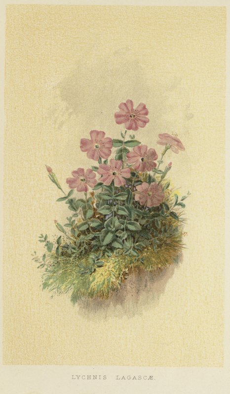 Lychnis lagascae 作者 英语学校