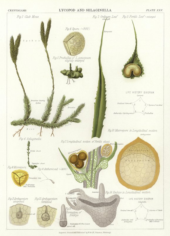 Lycopod和Selaginella 作者 英语学校