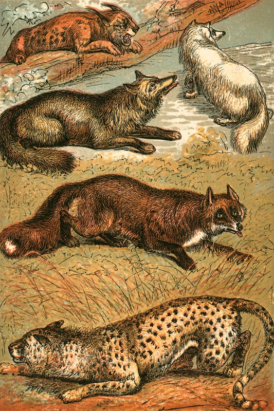 Lynx，Cross Fox，Arctic Fox，Common Fox和Cheetah 作者 英语学校