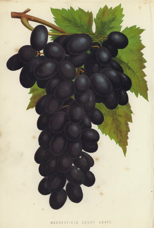 Madresfield Court Grape 作者 英语学校