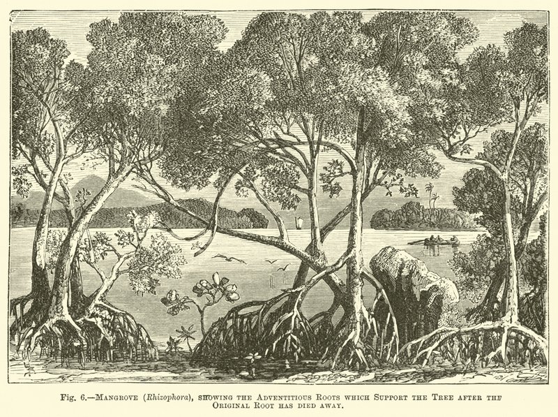 红树林（Rhizophora），显示原始根已经消失后支持树的不定根 作者 英语学校