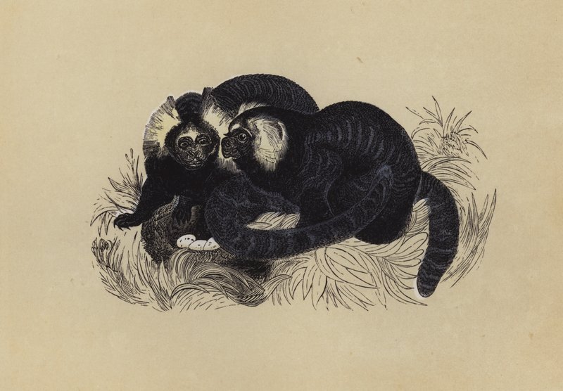 Marmozet（彩色石版画） 作者 英语学校