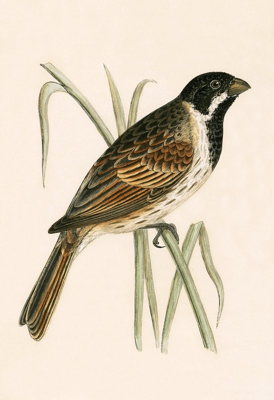 Marsh Bunting，来自“不列颠群岛未观察到的欧洲鸟类历史”的插图作者Charles Robert Bree（1811-86），1867年出版 作者 英语学校