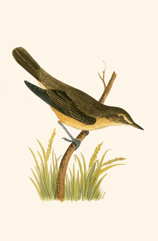 Marsh Warbler，来自“不列颠群岛未观察到的欧洲鸟类历史”的插图，查尔斯·罗伯特·布里（1811-86），1867年出版 作者 英语学校