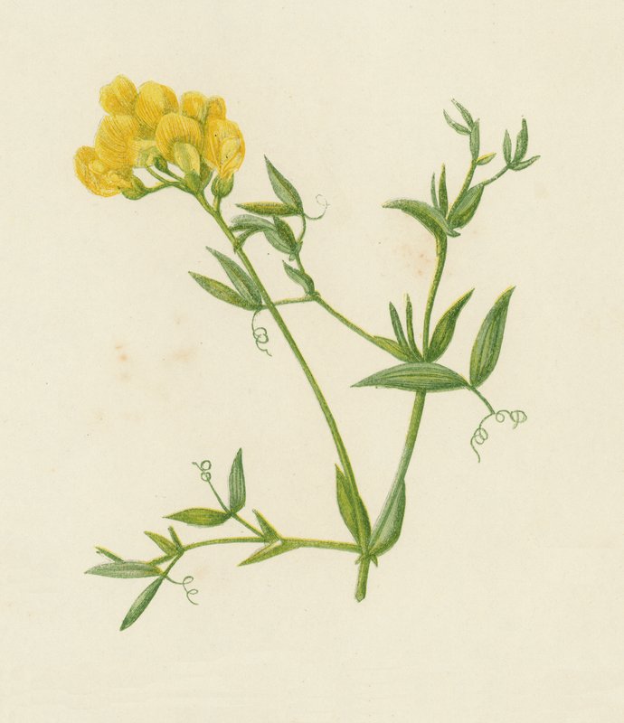 Meadow Vetchling, Lathyrus Pratensis（彩色光刻） 作者 英语学校