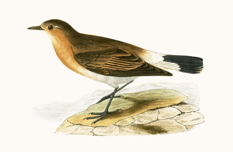 Menetries Wheatear，来自“不列颠群岛未观察到的欧洲鸟类历史”的插图作者：Charles Robert Bree（1811-86），1867年出版 作者 英语学校
