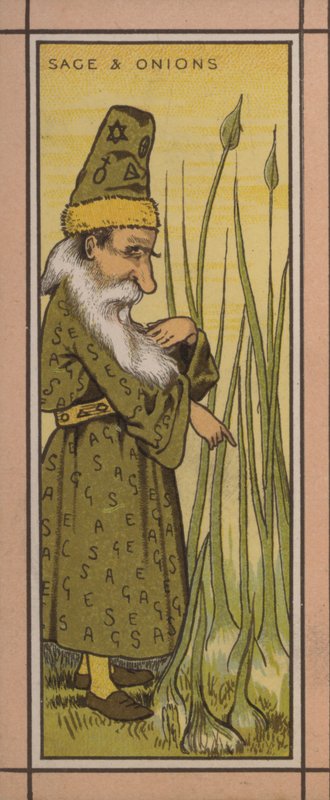 菜单插图：鼠尾草和洋葱（彩色石版画） 作者 英语学校
