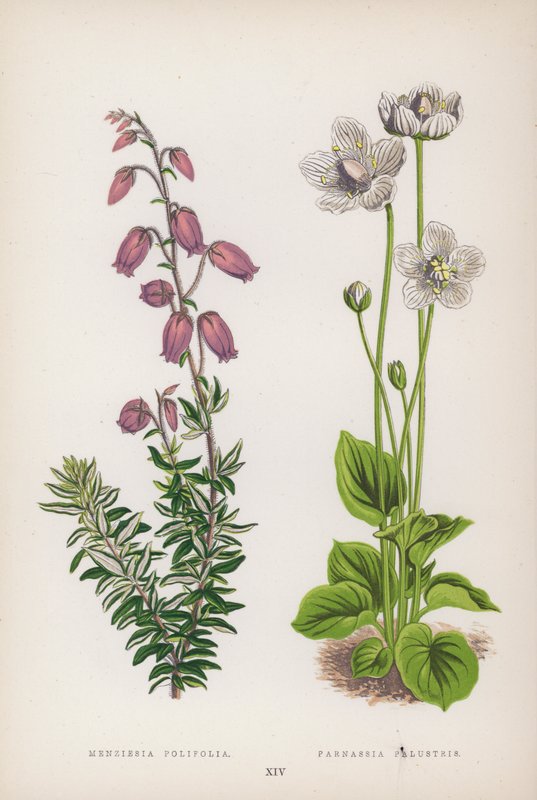 Menziesia Polifolia; Parnassia Palustris (彩色平版) 作者 英语学校
