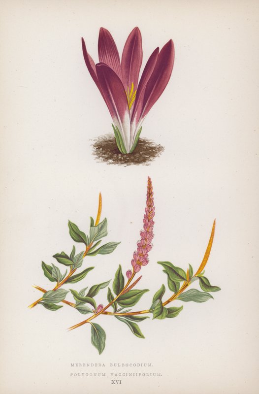Merendera Bulbocodium；Polygonum Vaccinifolium（彩色石版画） 作者 英语学校