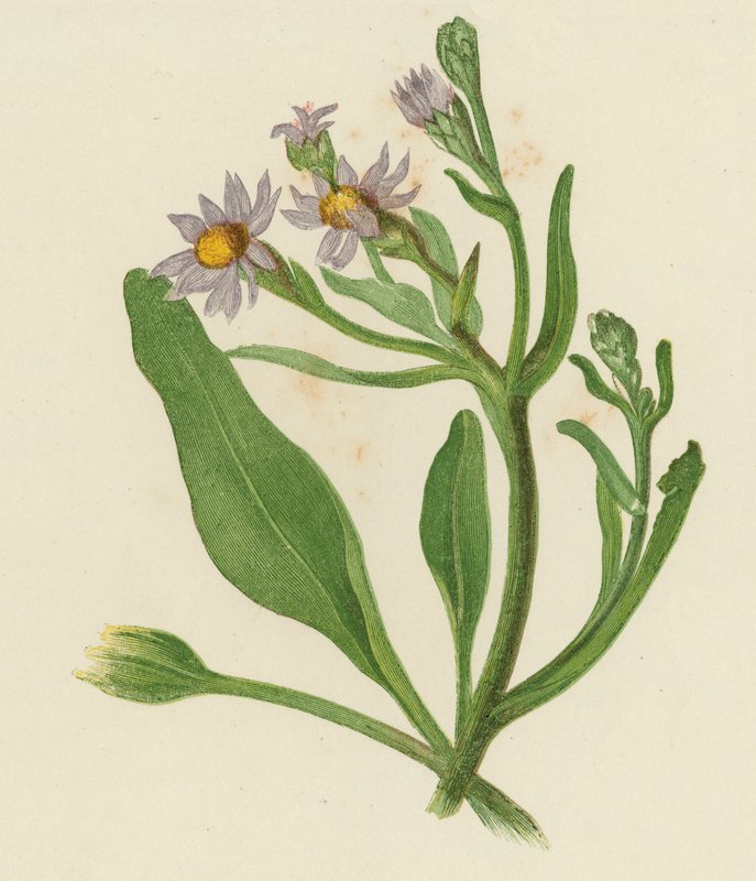 米迦勒菊，Aster Tripolium（彩色平版）。 作者 英语学校