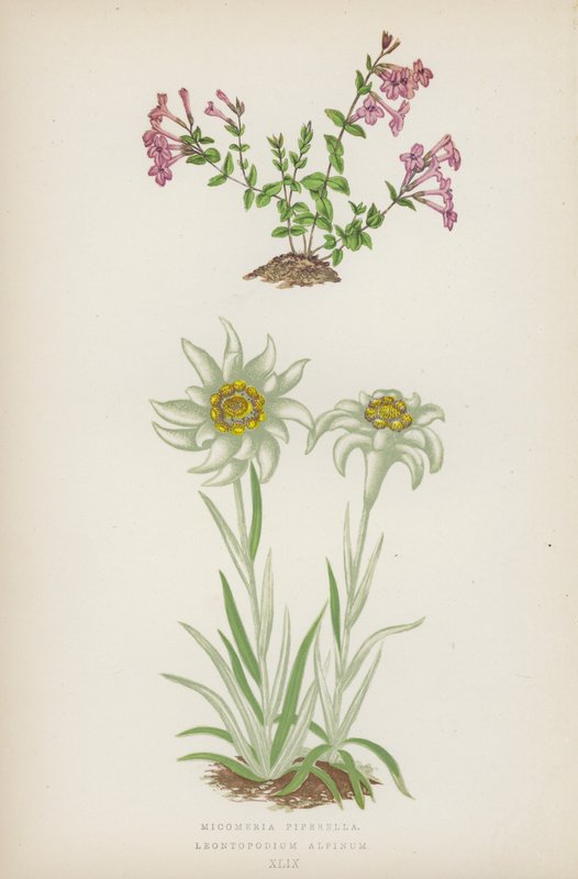 蒌蒿（Micomeria Piperella）；高山莱昂托普纳（Leontopodium Alpinum）（彩色石版画 作者 英语学校