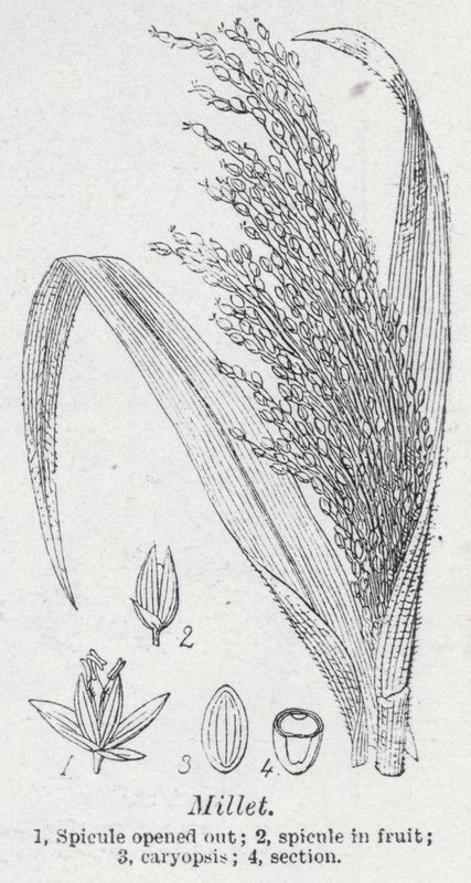 小米（石版画） 作者 英语学校