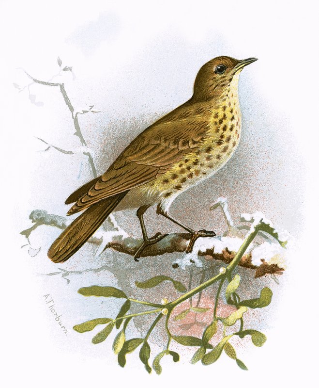 Missel Thrush 作者 英语学校