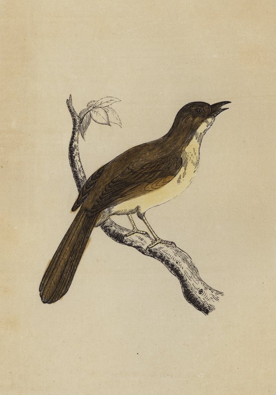 Mocking Bird (colour litho) 作者 英语学校