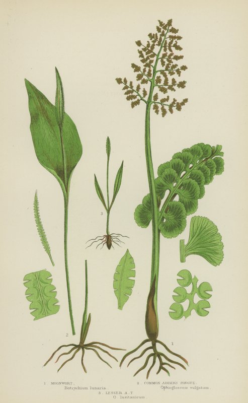 月见草、普通加德纳舌草、小加德纳舌草（彩色石版画） 作者 英语学校