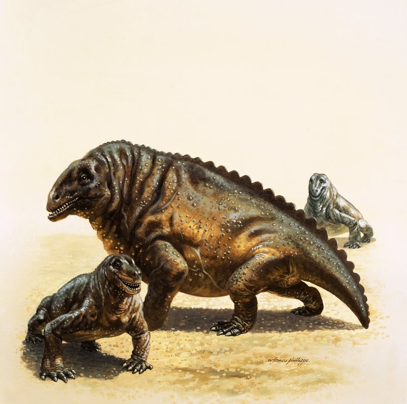 Moschops 作者 英语学校