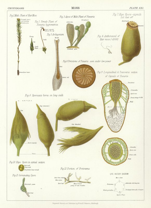 苔藓 作者 英语学校