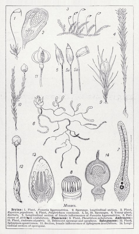 苔藓（石版画） 作者 英语学校