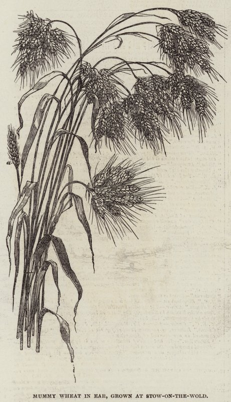 耳朵里的木乃伊小麦，在Stow-on-the-Wold种植 作者 英语学校