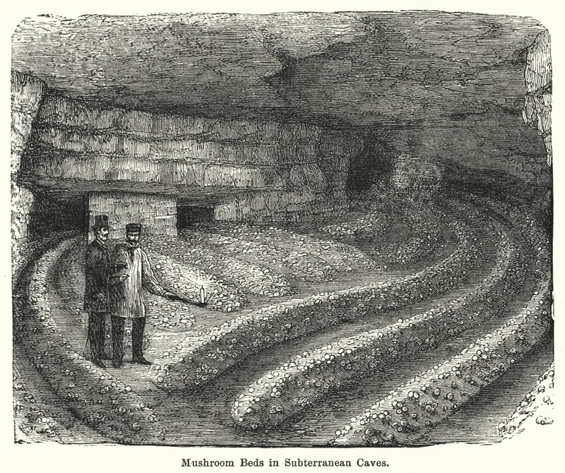 Mushroom Beds in Subterranean Caves (engraving) 作者 英语学校