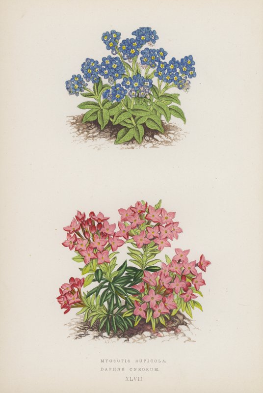 Myosotis Rupicola; Daphne Cneorum（彩色石版画） 作者 英语学校
