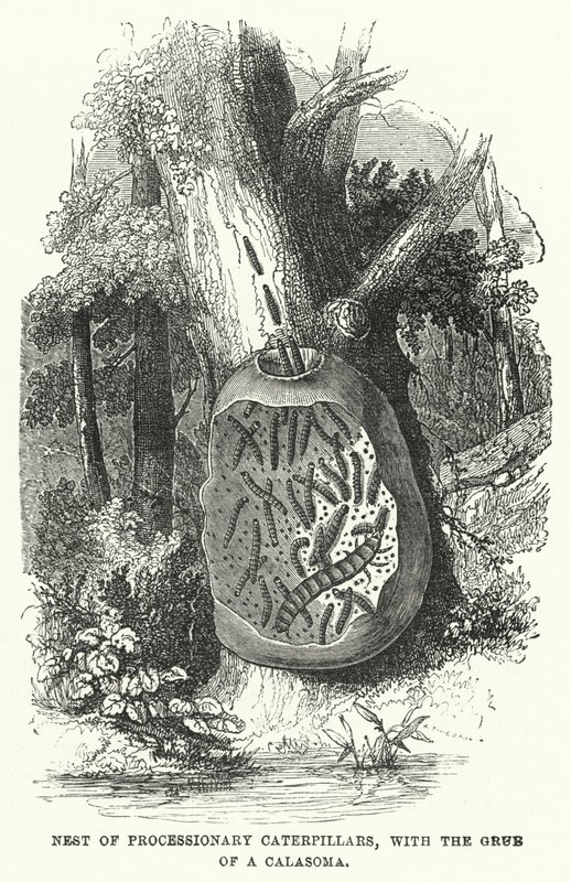 一窝游行的毛毛虫，和一只Calasoma的蛴螬（雕版画 作者 英语学校