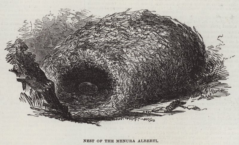 Nest of the Menura Alberti (engraving) 作者 英语学校