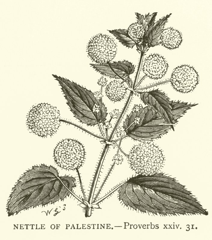 巴勒斯坦的荨麻，箴言，二十四，31（雕刻）。 作者 英语学校