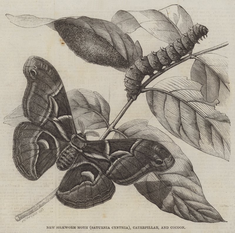 新蚕蛾（Saturnia Cynthia）、毛毛虫和茧（雕刻） 作者 英语学校