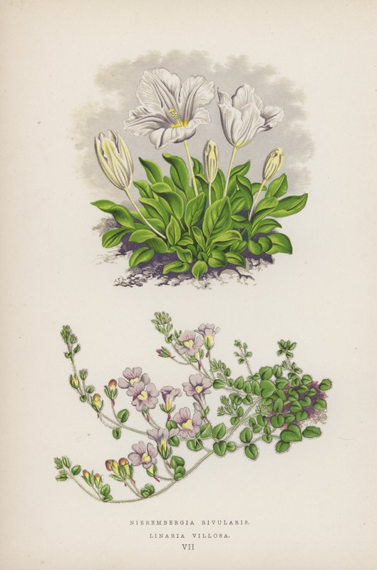 Nierembergia Rivularis；Linaria Villosa（彩色石版画） 作者 英语学校