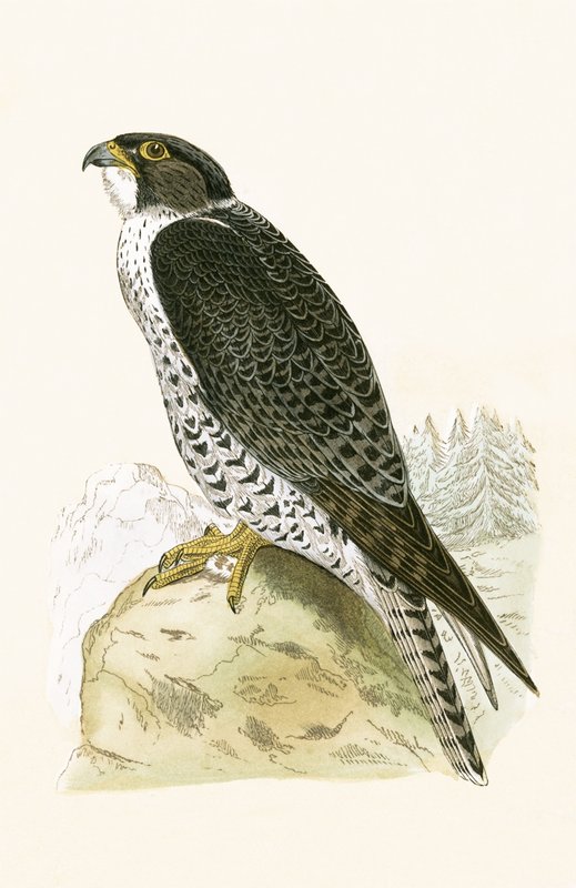 挪威的Jer-Falcon，由查尔斯·罗伯特·布里（1811-86）于1867年出版的“不列颠群岛未观察到的欧洲鸟类历史”中的插图 作者 英语学校