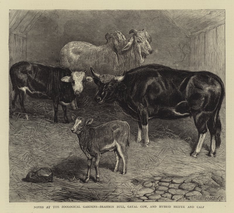 Notes at the Zoological Gardens, Brahmin Bull, Gayal Cow, and Hybrid Heifer and Calf (engraving) 作者 英语学校