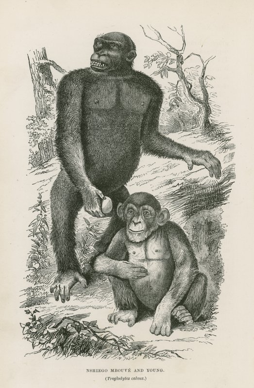 Nshiego Mbouve和Young，Troglodytes Calvu 作者 英语学校