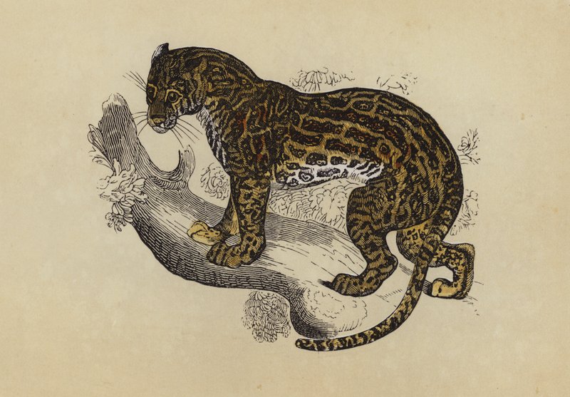猫鼬 (彩色印刷) 作者 英语学校